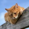 Lucky The Barn Cat