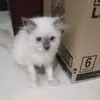 delludeliii