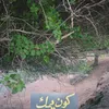 horehadee3