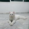 biso.the.cat38