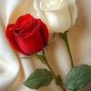 muhammed.4766