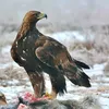 barzanmurad7