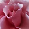 _lilly_440