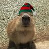 capybara_2228