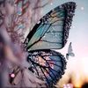 marwaalhashme709