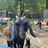goatfarmer504