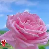 user53402905620670