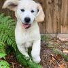 harvey.boo.golden.retriever