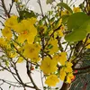 truong.luyen0
