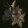 .lio_0