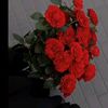 123flowerbby