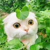 buihau_23