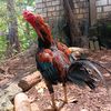 anak ɓàìķ🐓