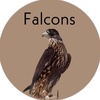 falcon shop