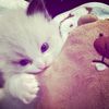 chibiy4aw_