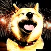 shiba.inuo