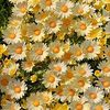lyly.daisy7