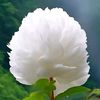 fatihmahmood.fati