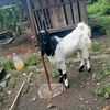 putriduafarm