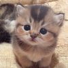 cats4everrrr8