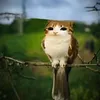 lukicuki_xd