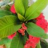 tharu.manish