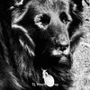 the.landlord11