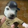 hola82272829