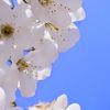 fatimaali_462