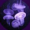 jellyfish._.diary