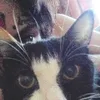 willyoubemycat
