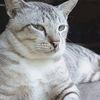 hareem_4lfaqiroh