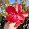 anissa.hamzaoui1