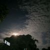 zann_145