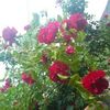 tanveer.hussain3594