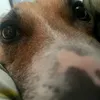 lexispyddoe