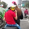 hoangphi_hong211