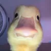 viktorderstier