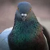 golubi_ptenecui