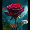 inad.qz