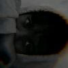 kelvin.pisang