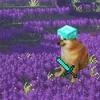 doclamgichomat6s