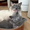 Willow & Findus