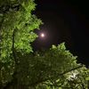 moonlighttt_38