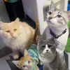 furreverfwends5