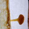 420.puff