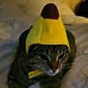 rosiethecat123