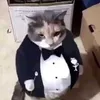 lejonloppan