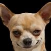 mr.chihuahua7