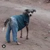 diorran_